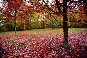 Leaves Fallen by Trees, Leaf Removal & Aeration Services in Ellenwood, GA